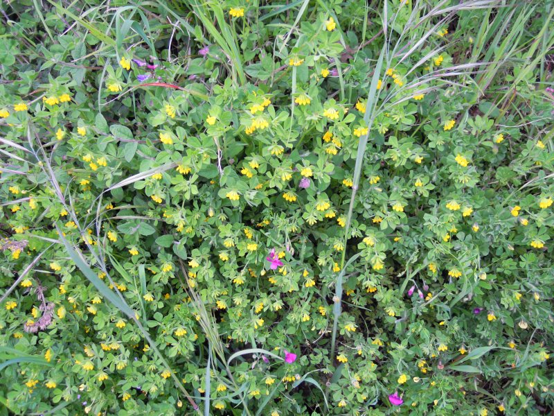 Lotus ornithopodioides.